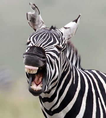 "Гладен съ-ъ-ъ-ъ-м"