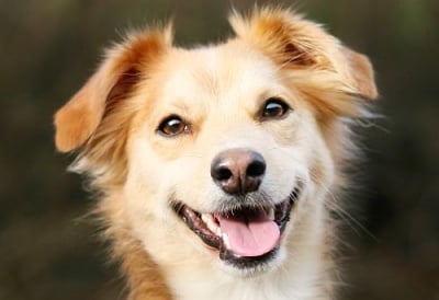 5 начина да направим кучето си по - щастливо