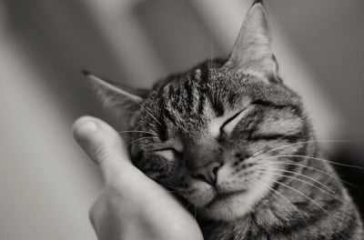 5 съвета за доволна домашна котка