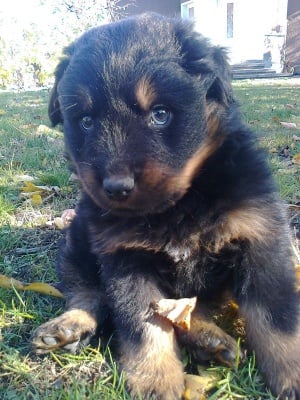 Моето куче :)