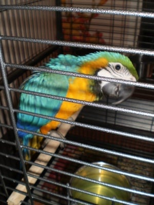 Един красив пернат приятел :)