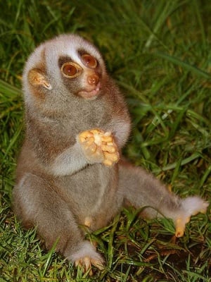 Ах, закуската ли идва?