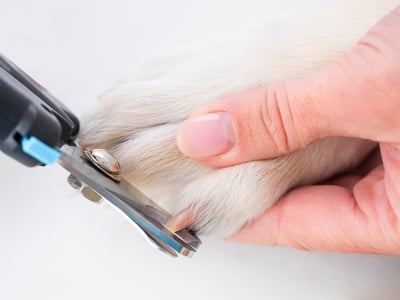 За здрави нокти и щастливи кучета