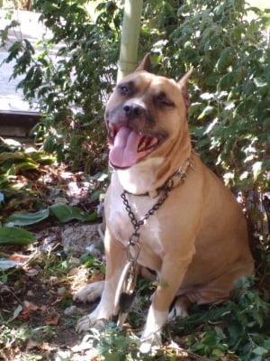 Американски Стафордшир Териер