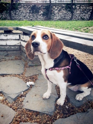 сладката Моли с уши като пържоли:)