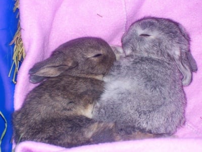 "Спи-и-и сиво зайче в ямата-а-а"