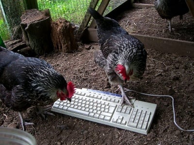 "Ей добра реколта таз година. Гледай к'ви големи зърна"