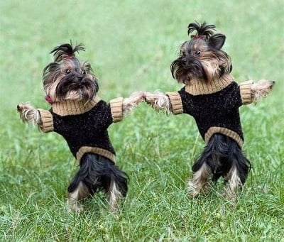 Кучешко хорце