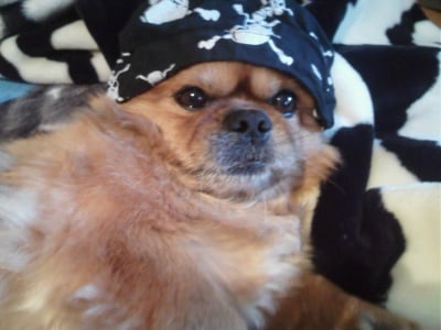 Г-н Чаровник 