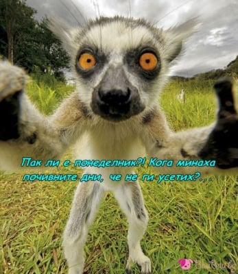 Понеделник сутрин