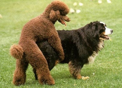 Какво ли ще се получи от този "Микс" ...