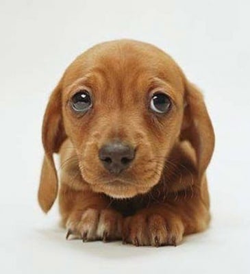 Уникалният поглед за направена пакост