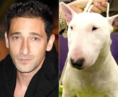 Ейдриън Броуди