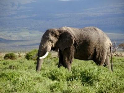 Африкански слон в Кения