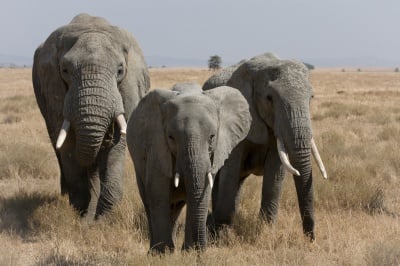 Африканските слонове