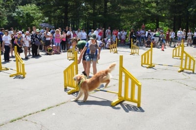 Игра за кучета - Агилити