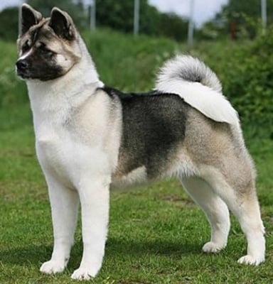Акита (Акита ину)