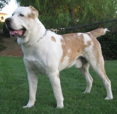 Средноазиатска овчарка - Алабай