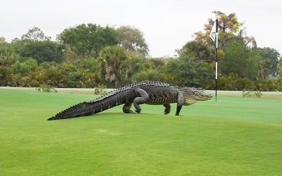 Гигантски алигатор се разхожда на голф игрище във Флорида