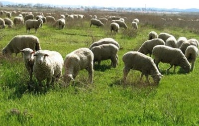 Анафилактичен шок при овце