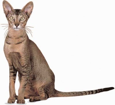 Анатомични особености на Ориенталска котка