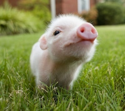 Анемия при новородените прасета