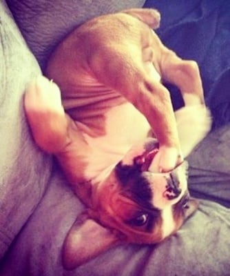 Английски булдог с главата надолу на дивана