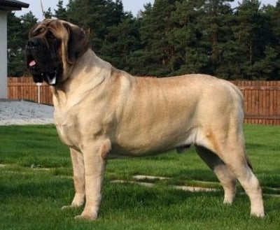Английски мастиф