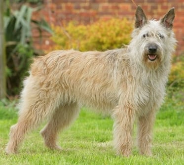 Арденско бувие