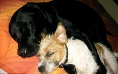 Сляп лабрадор си има свое собствено куче - водач