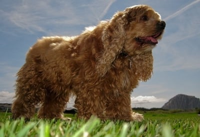 Асцит при кучето