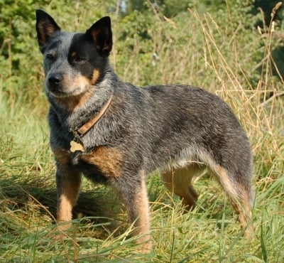 Австралийски кетълдог