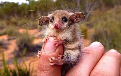 Австралийски пигмей опосум