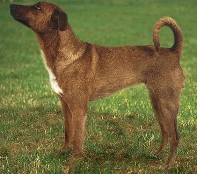 Австрийски късокосмест пинчер