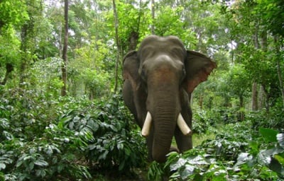 Индиийски слон