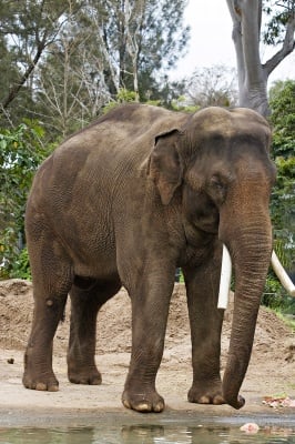 Азиатски слон