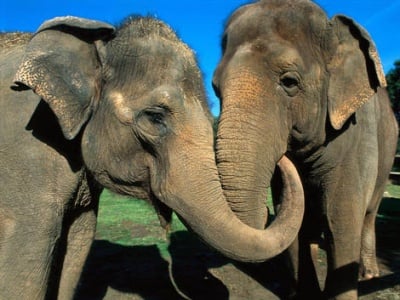 Азиатски слонове