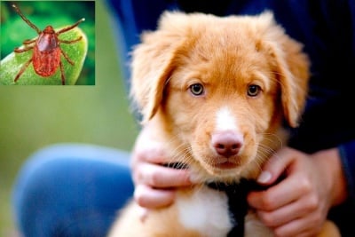 Бабезиоза при кучето