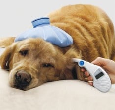 Бърза помощ за домашни любимци - най - новата услуга в Москва