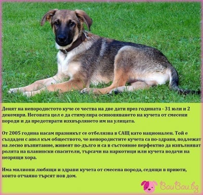 31 юли и 2 декември - Ден на непородистото куче
