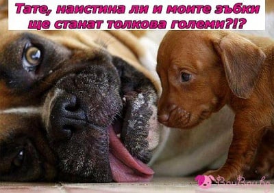 Бебчо и тати