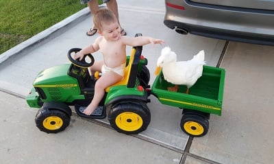 Малко дете и пате станаха неразделни приятели