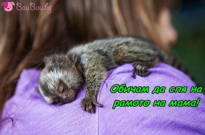Спящо бебе мармозетка