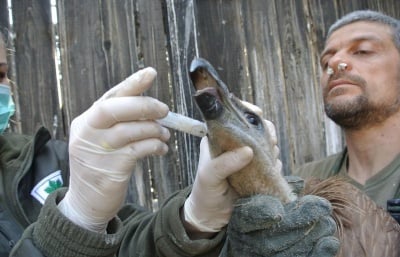 Невероятно, но факт - бедуин от Йордания се обажда в България, за да сигнализира за уловен лешояд