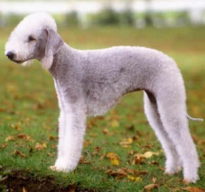 Бедлингтън териер