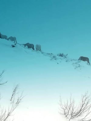 Бедстващи коне на южния склон след Беклемето