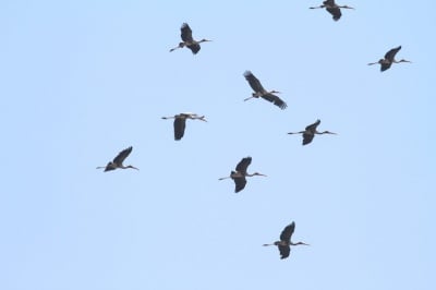 Започва спасителна акция за бедстващите щъркели