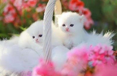 Мъркащи бели ангели