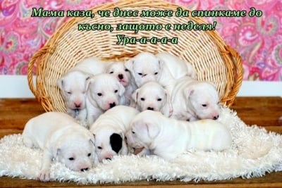 Бели поспаланковци