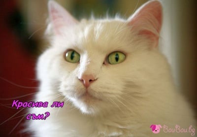 Белоснежна красота